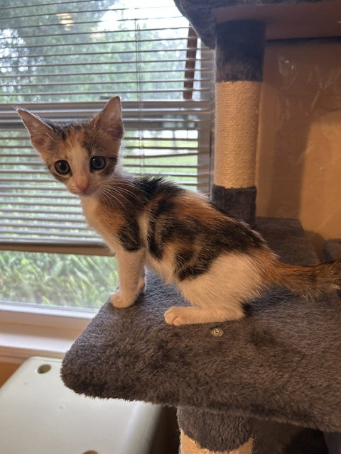 Caraway, a cat for adoption from Kindness For Cats Inc