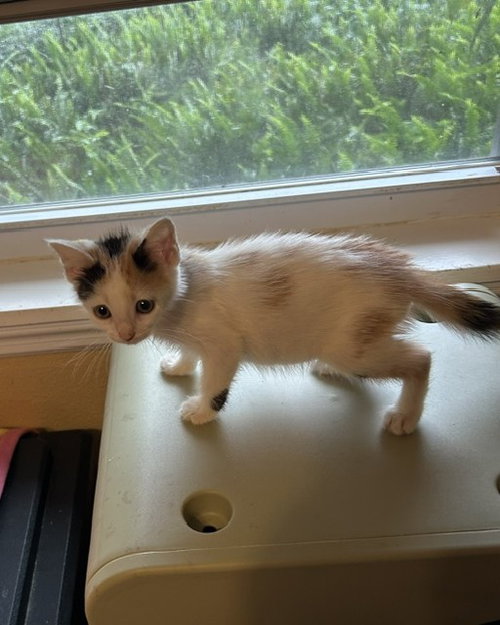 Chia, a cat for adoption from Kindness For Cats Inc