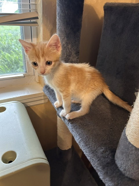 Sesame, a cat for adoption from Kindness For Cats Inc