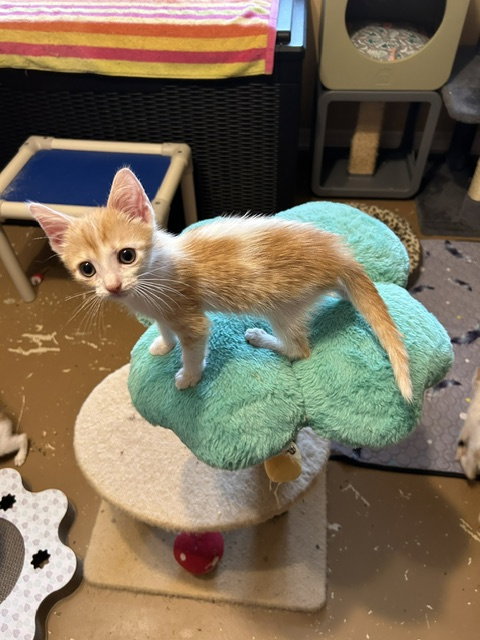 Photo 2 of Sesame