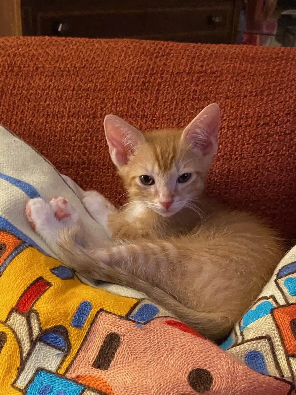 Blaze - Domestic Short Hair
