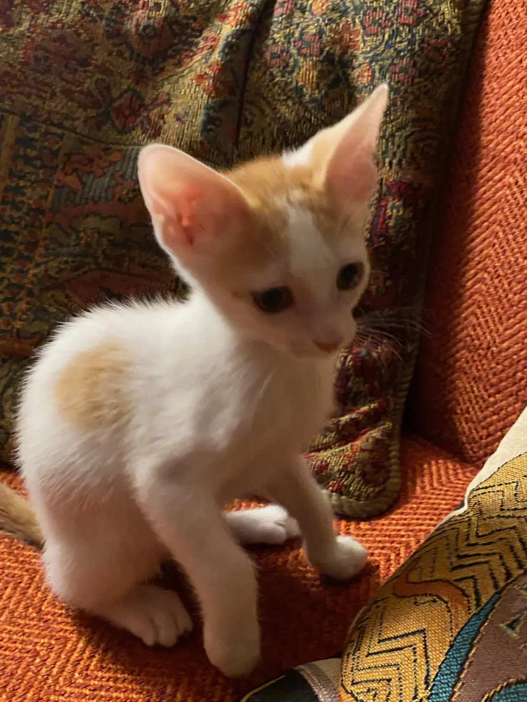 Benjamin - Domestic Short Hair