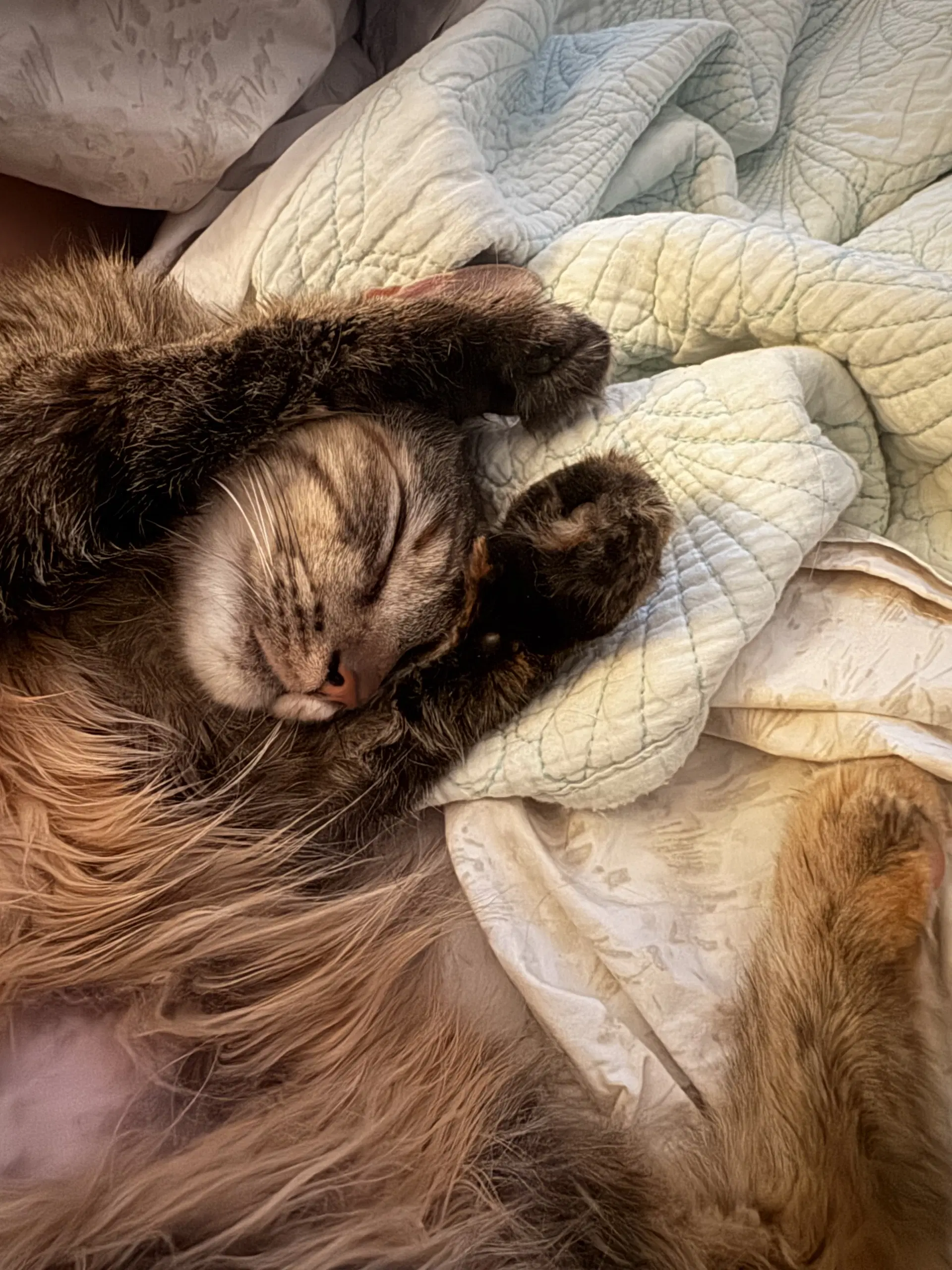 Alice - Tabby