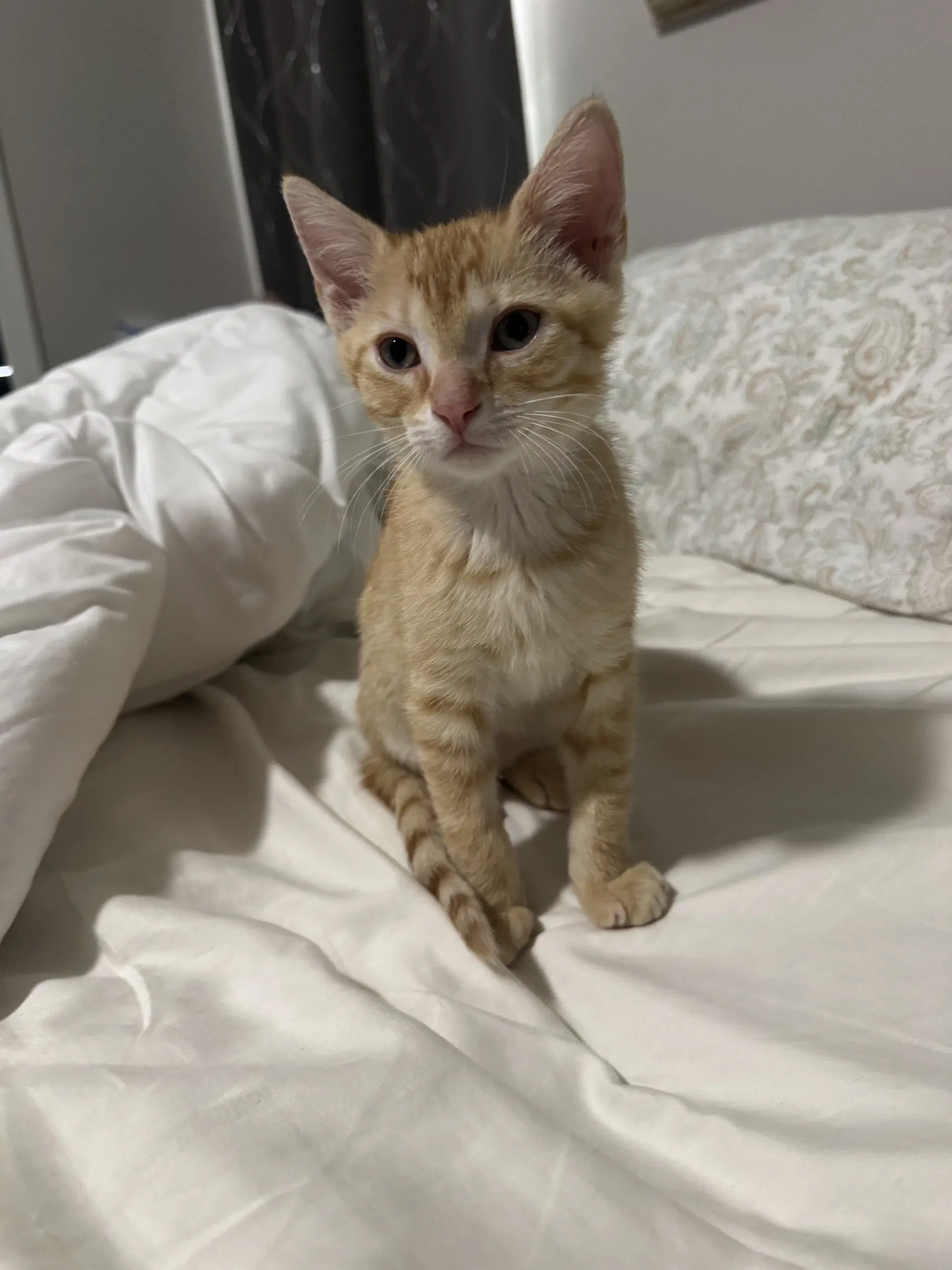 Ron - Domestic Short Hair