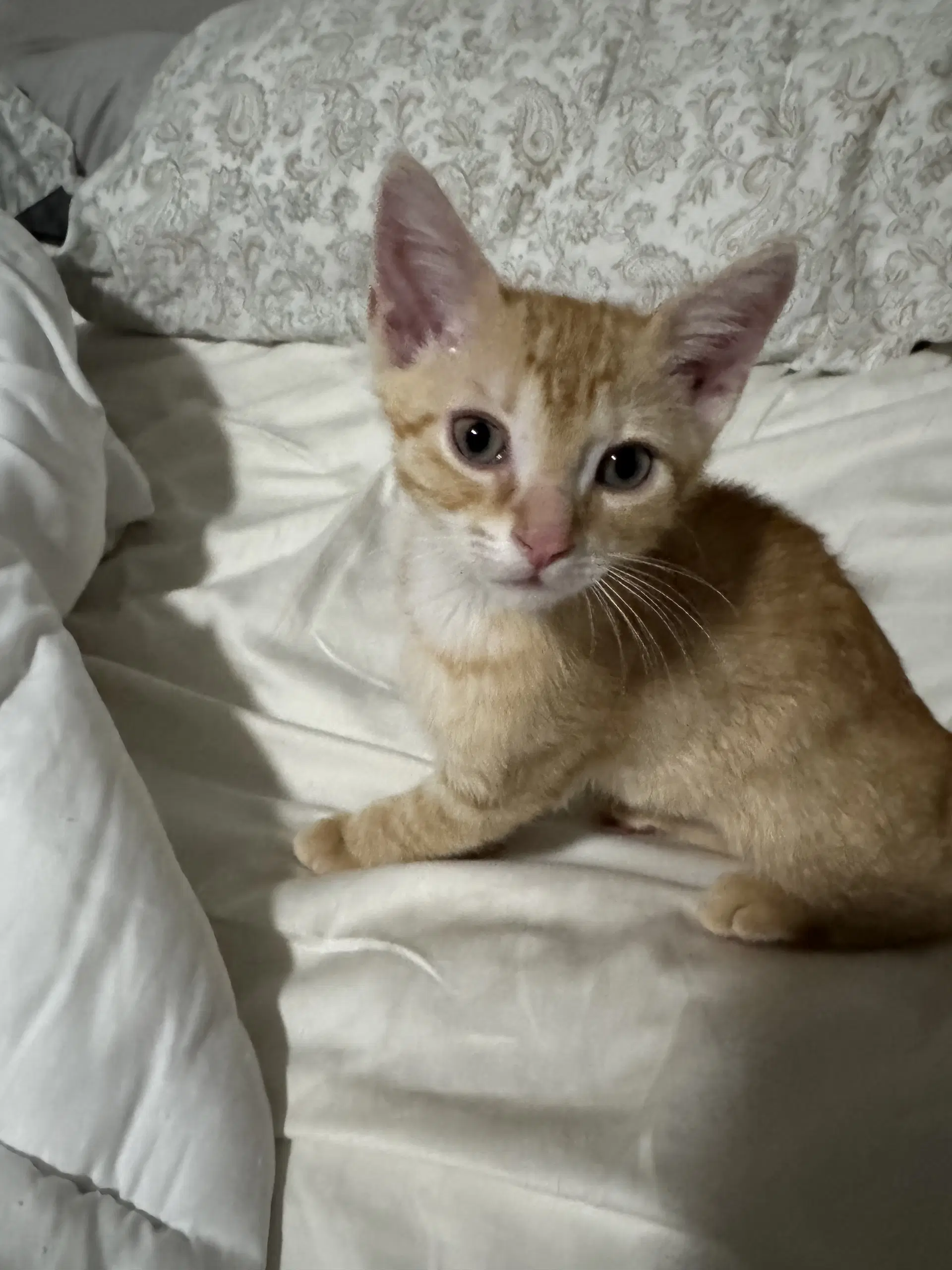 Ron image 2