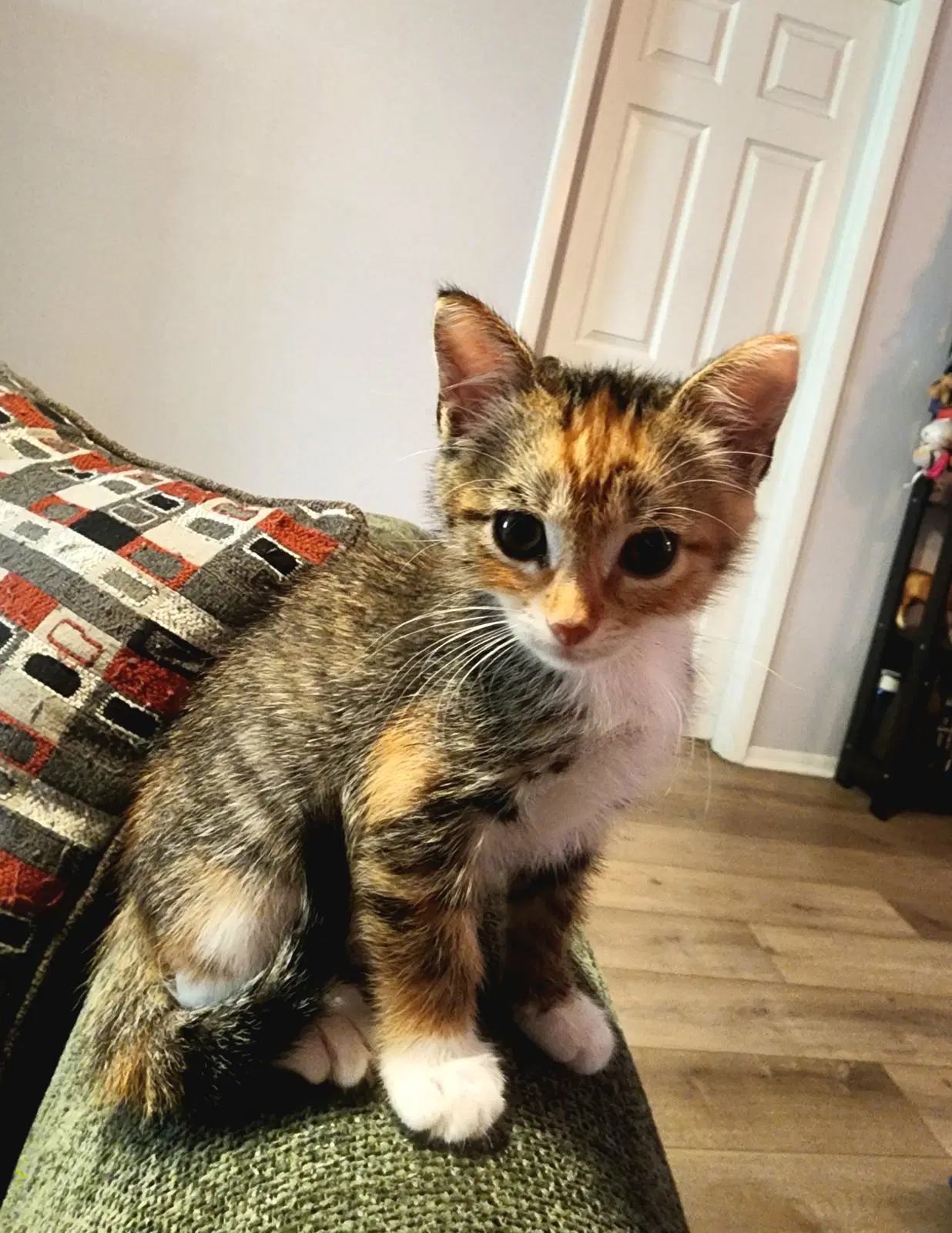 Ukulele - Domestic Short Hair