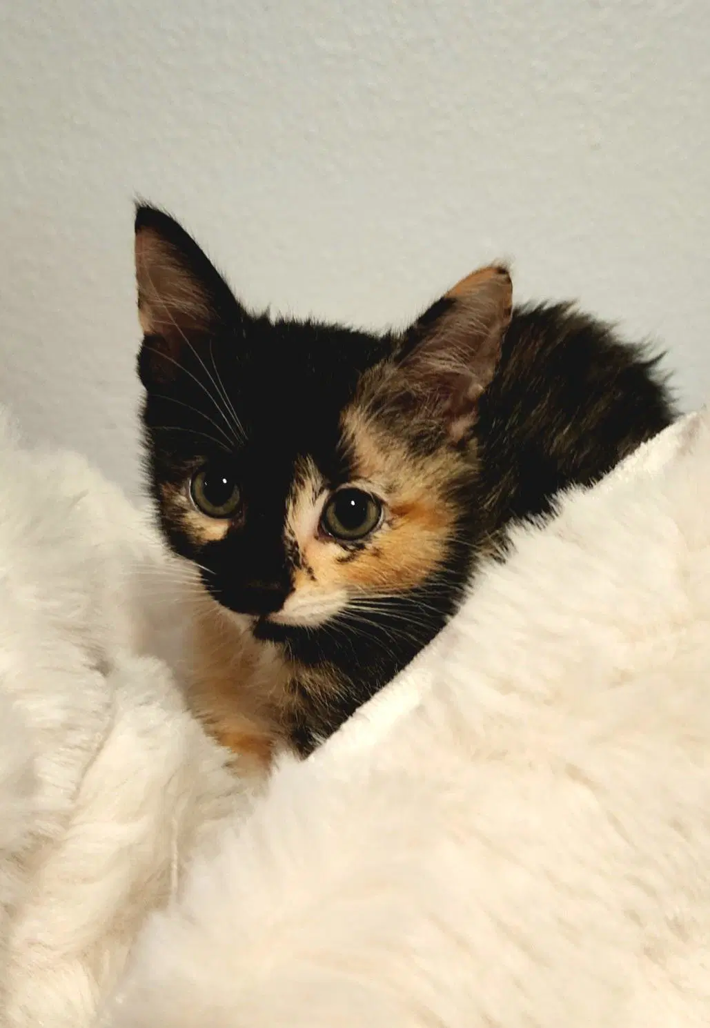 Uma - Domestic Short Hair