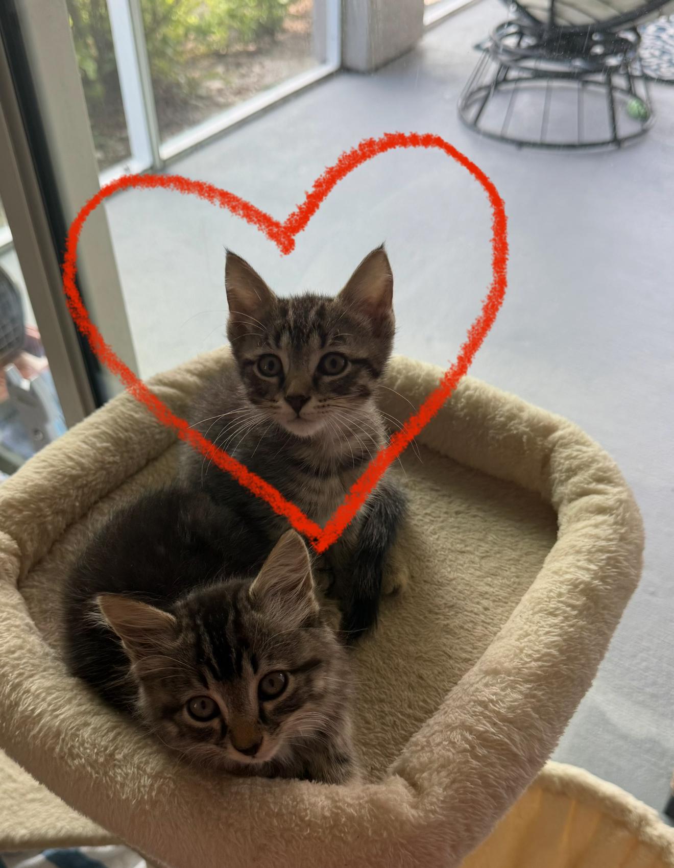 Moose, Tabby
