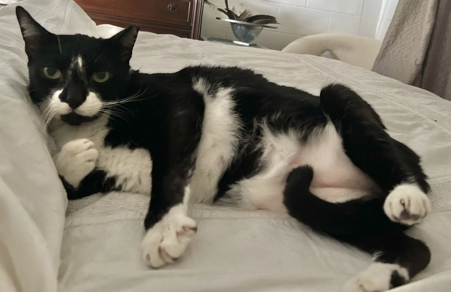 Tuxee image 2
