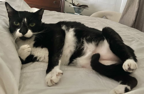 TuxeE, a cat for adoption from Kindness For Cats Inc