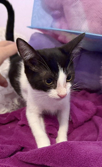 Poppy, Domestic Short Hair