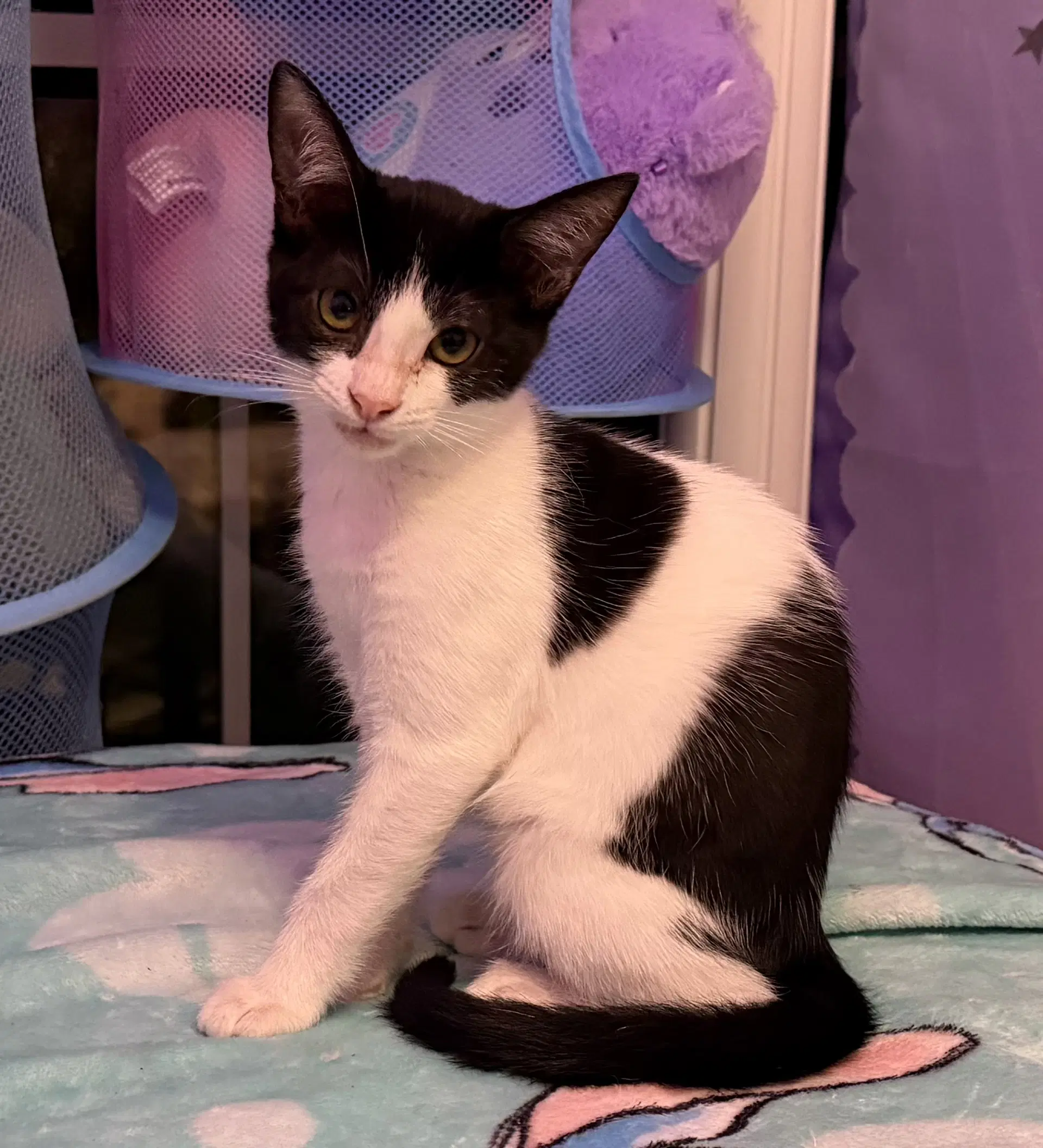 Poppy - Domestic Short Hair