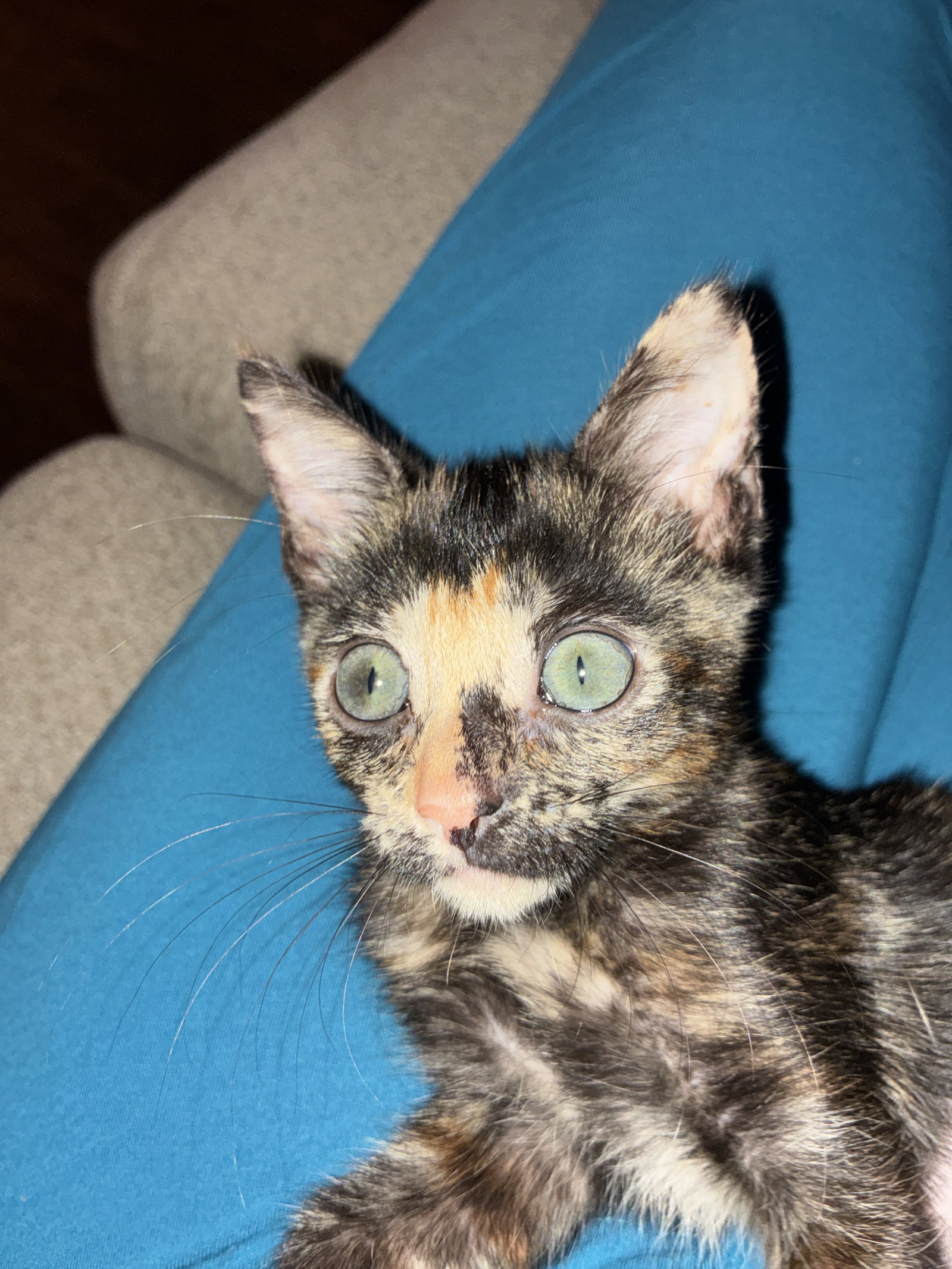 Angel, Tortoiseshell