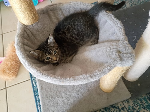Nelson, a cat for adoption from Kindness For Cats Inc