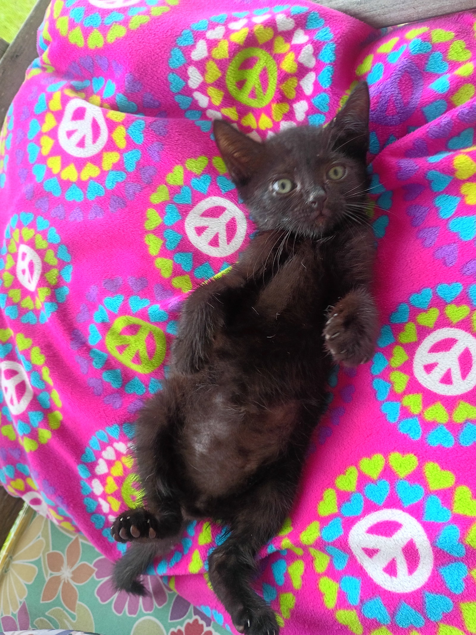Pablo, Domestic Short Hair