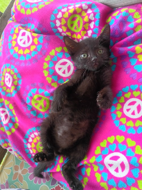 Pablo, a cat for adoption from Kindness For Cats Inc