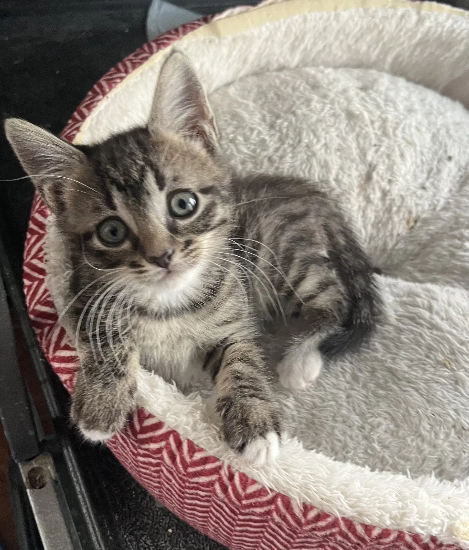 Maggie - Domestic Short Hair