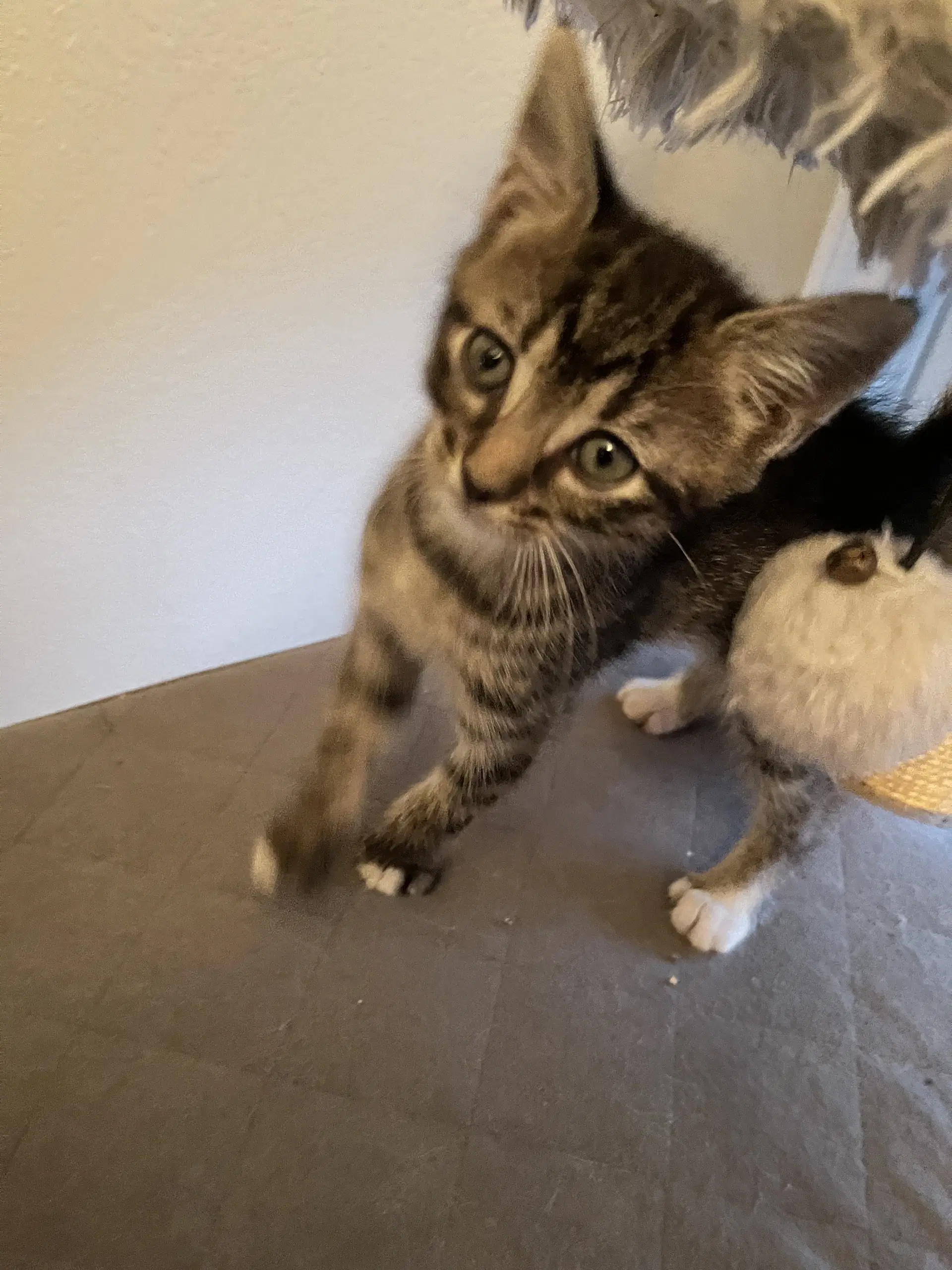 Maggie image 3