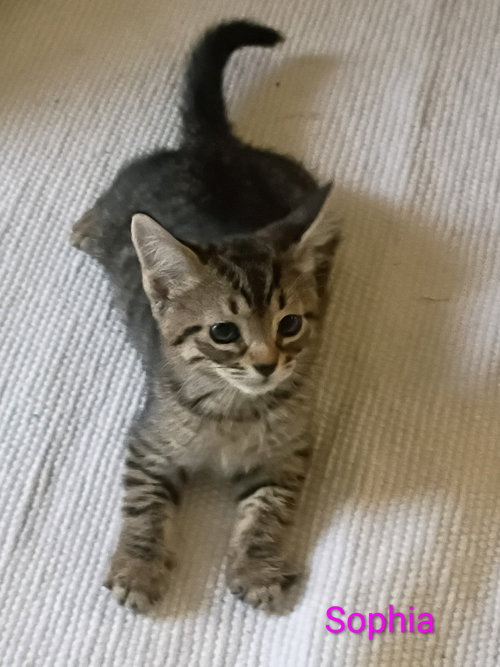 Sophia, a cat for adoption from Kindness For Cats Inc