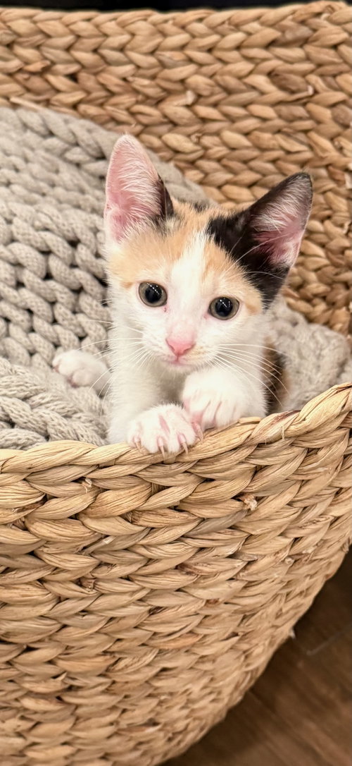 SNICKERS, a cat for adoption from Kindness For Cats Inc