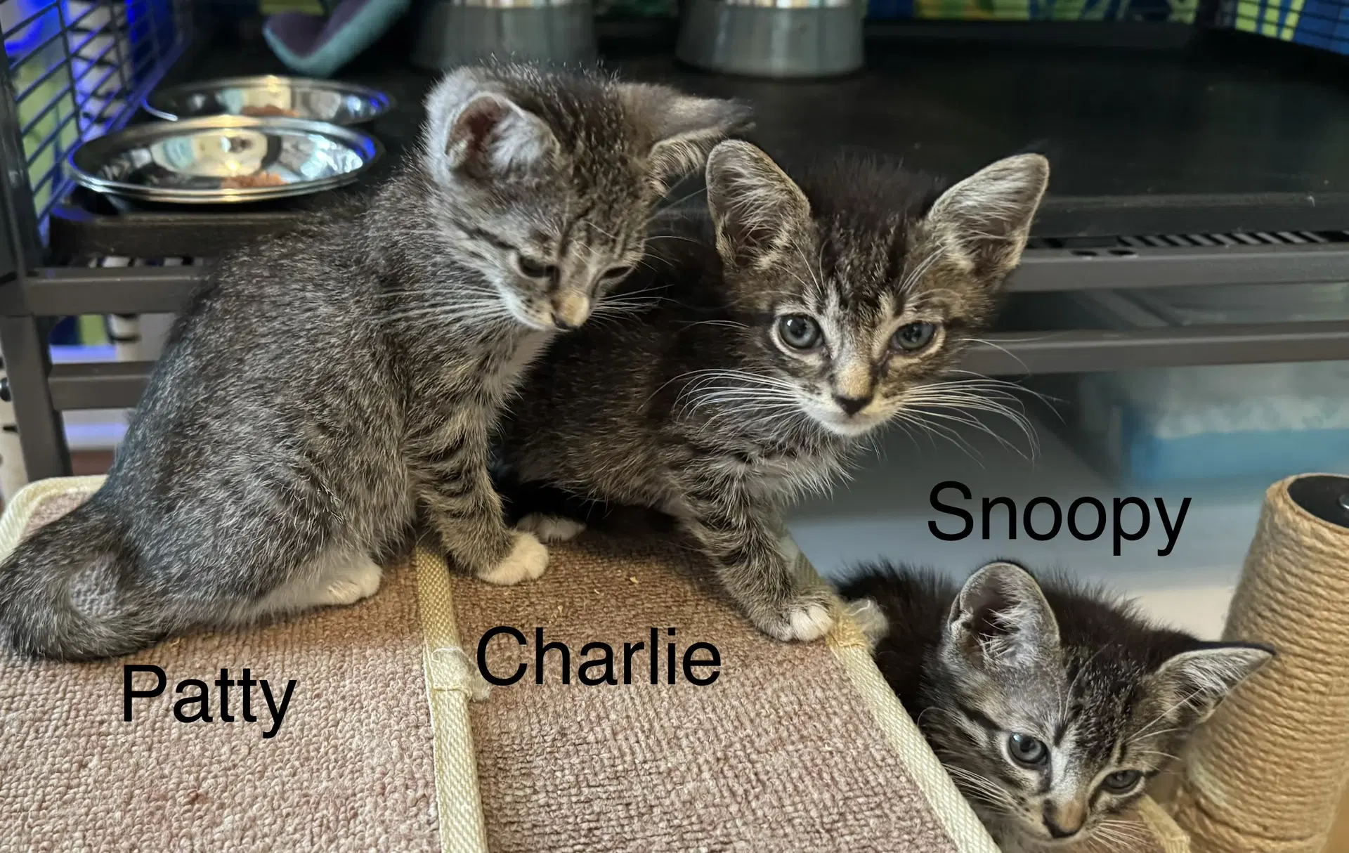 Charlie image 2