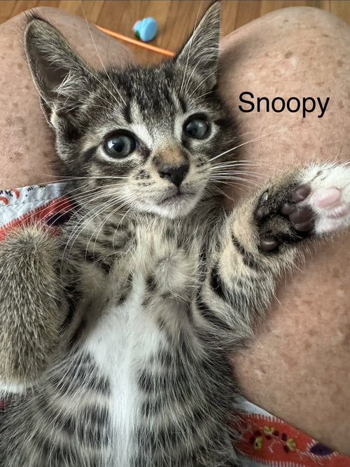 Snoopy