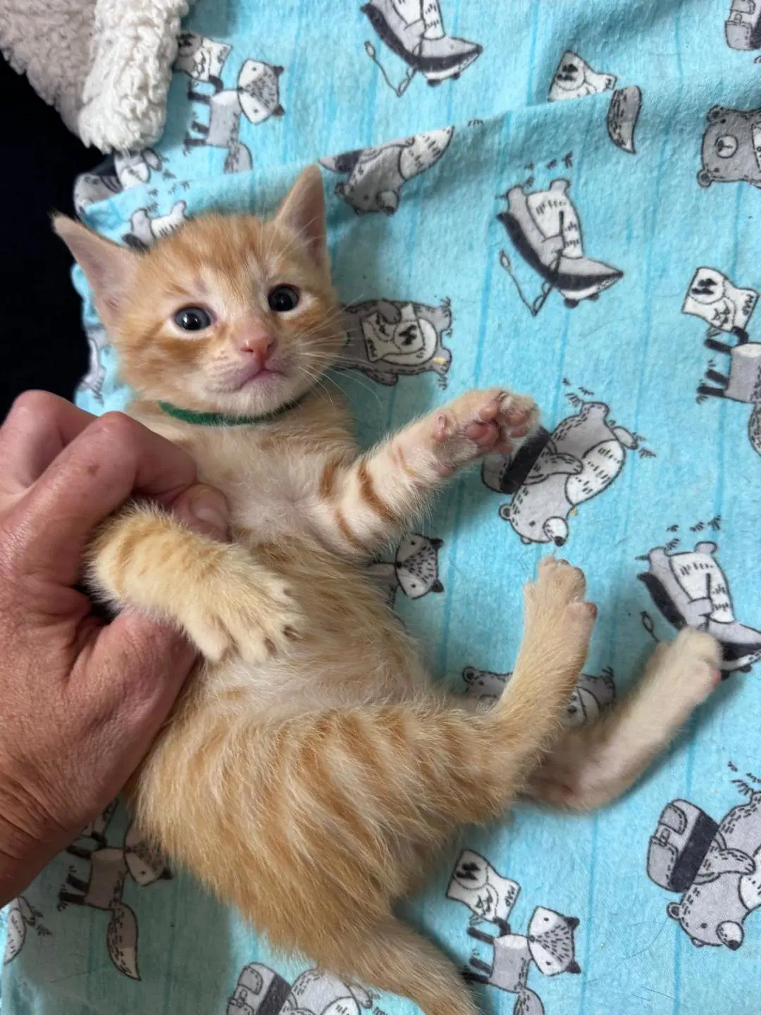 Amber - Domestic Short Hair
