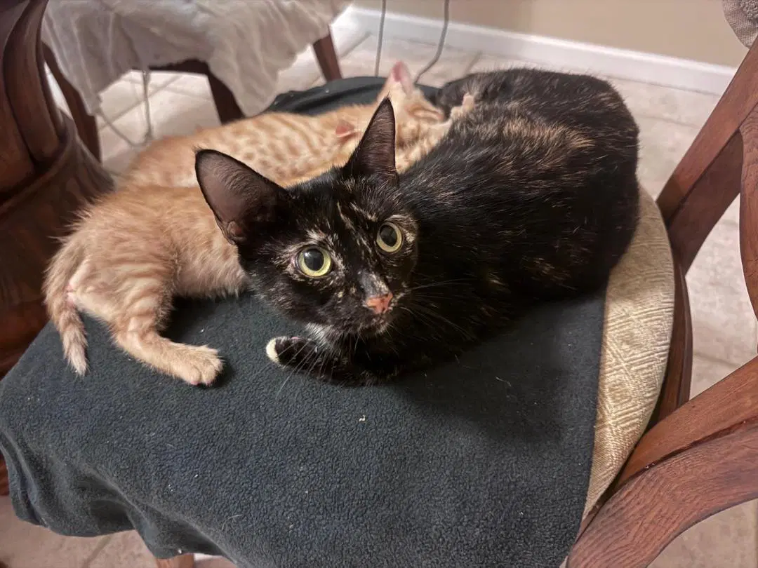 Cookie - Tortoiseshell