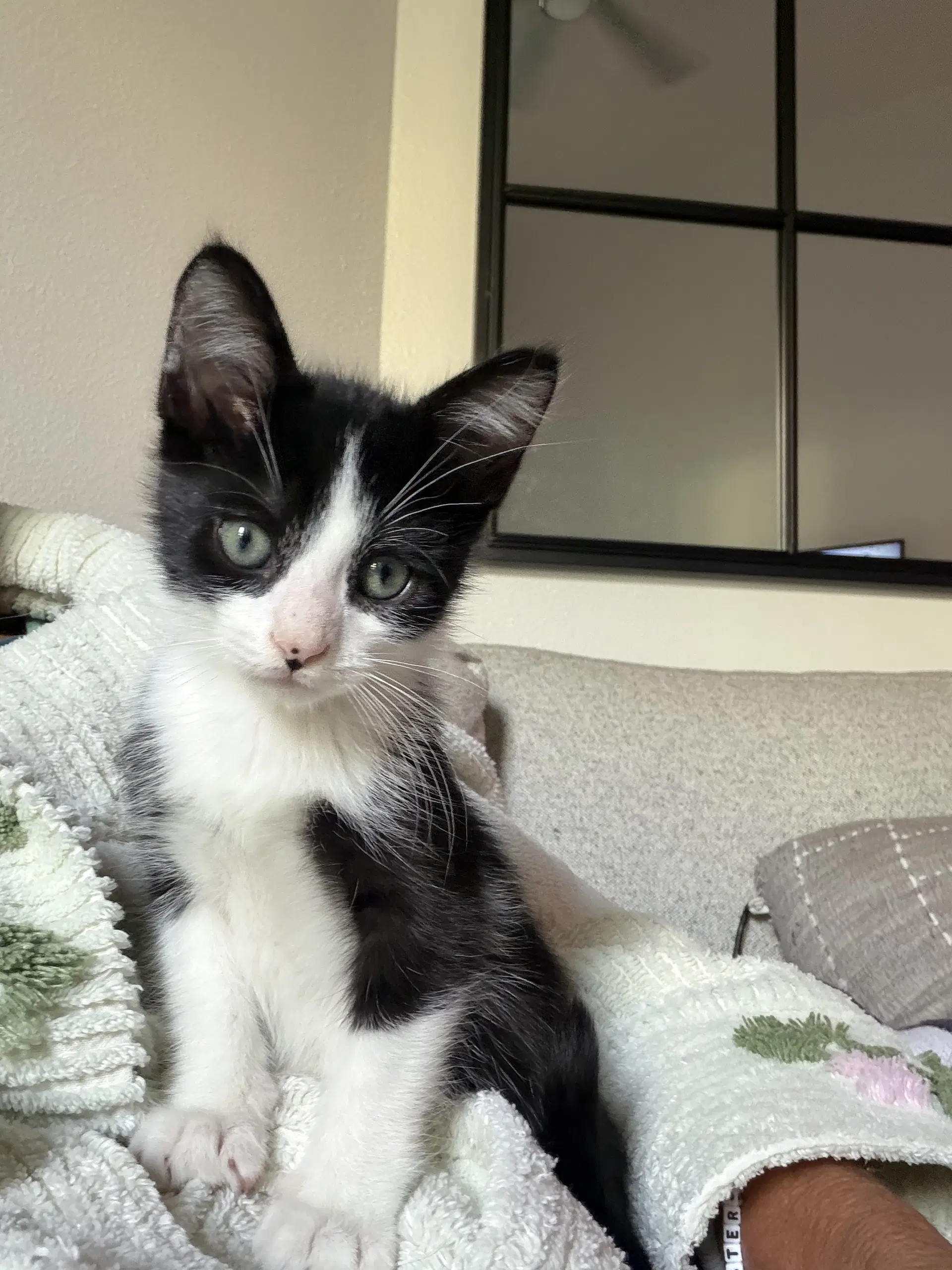 Lil Moo Moo image 1