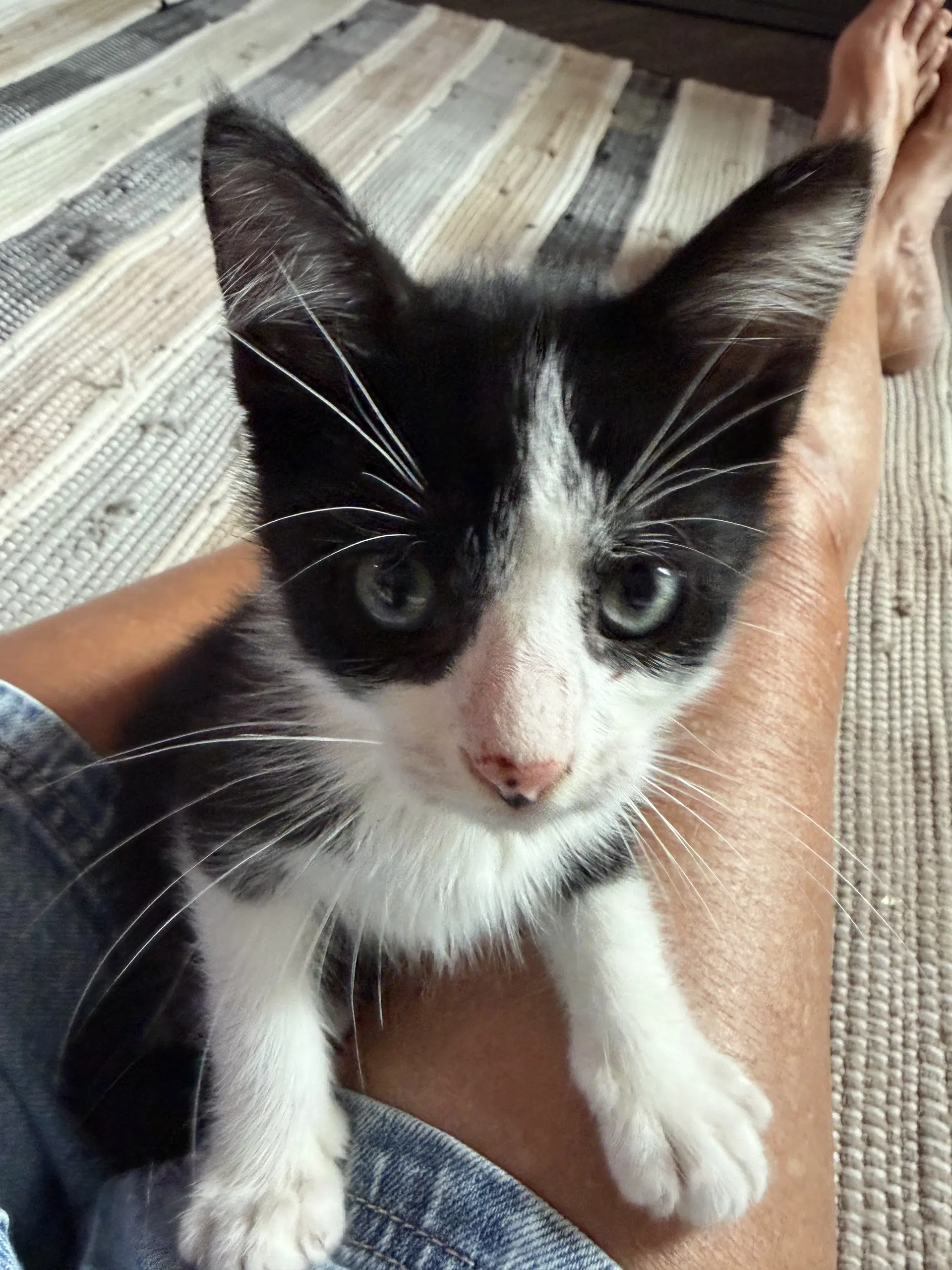Lil Moo Moo image 3