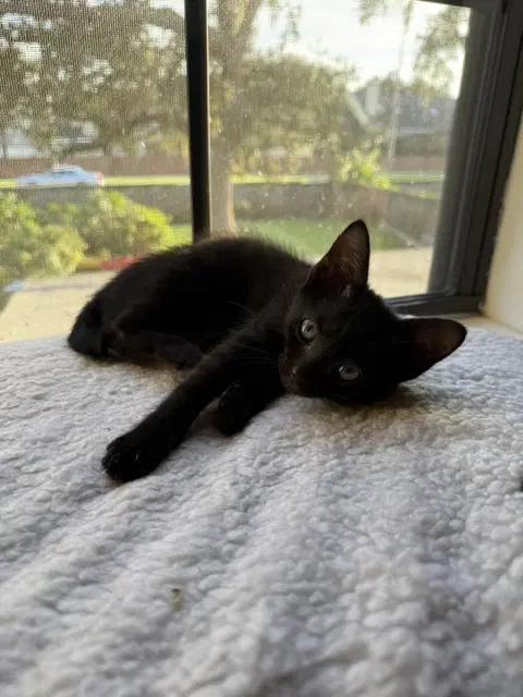 Rosie image 2