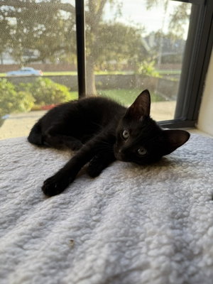 Rosie, photo 3