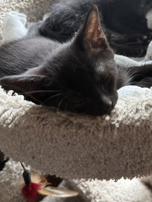 Rosie, photo 4