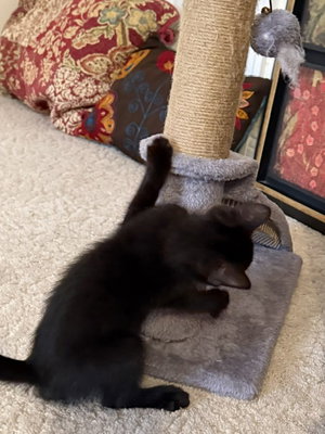 Rosie, photo 6