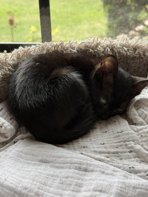 Rosie, photo 7