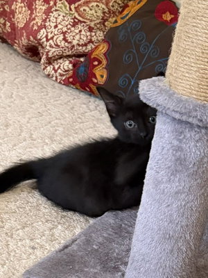Rosie, photo 8