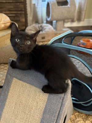 Rosie, photo 9
