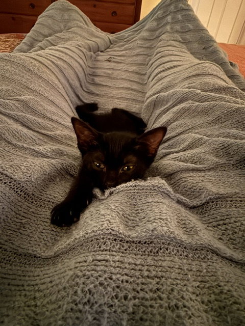 Rosie, American Shorthair (medium coat)