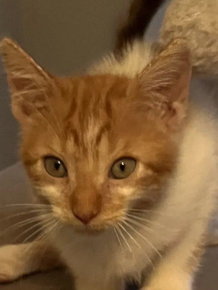 Blaze - Domestic Medium Hair