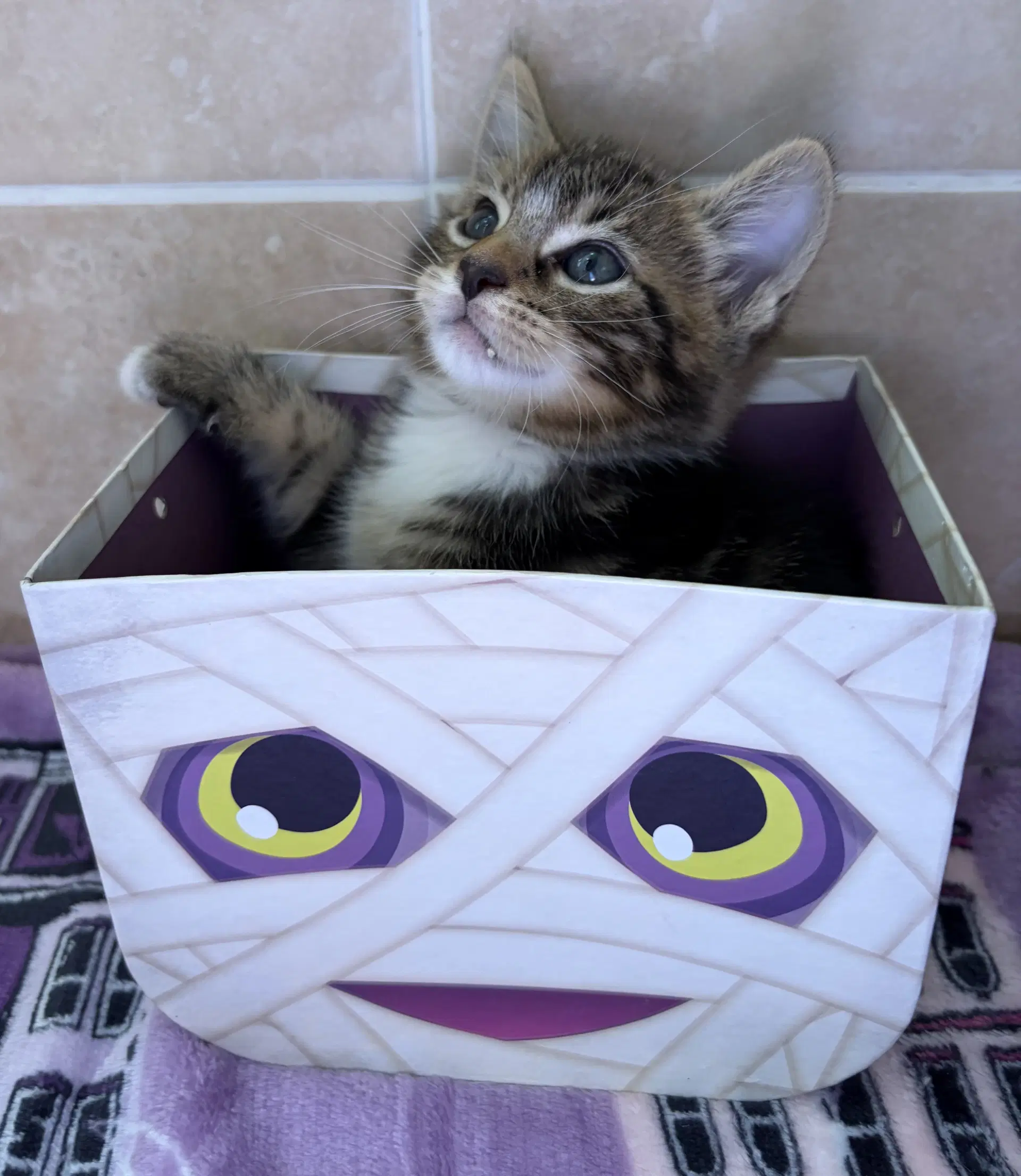 Harry - American Shorthair