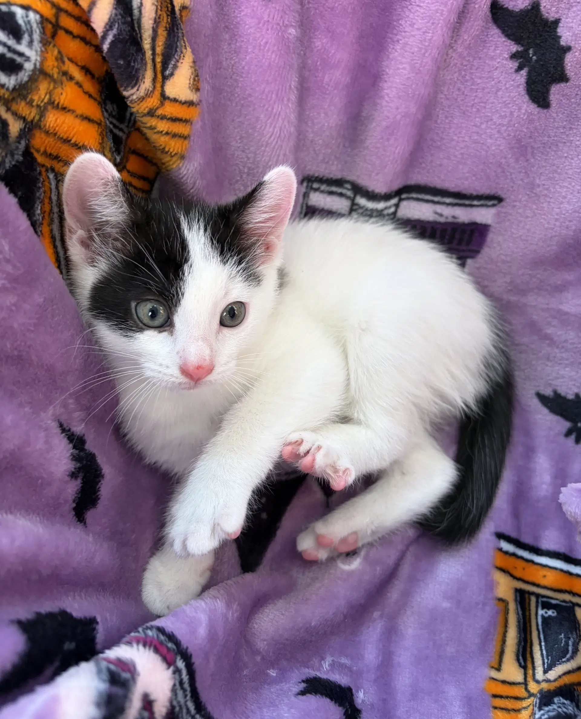 Hamish - American Shorthair