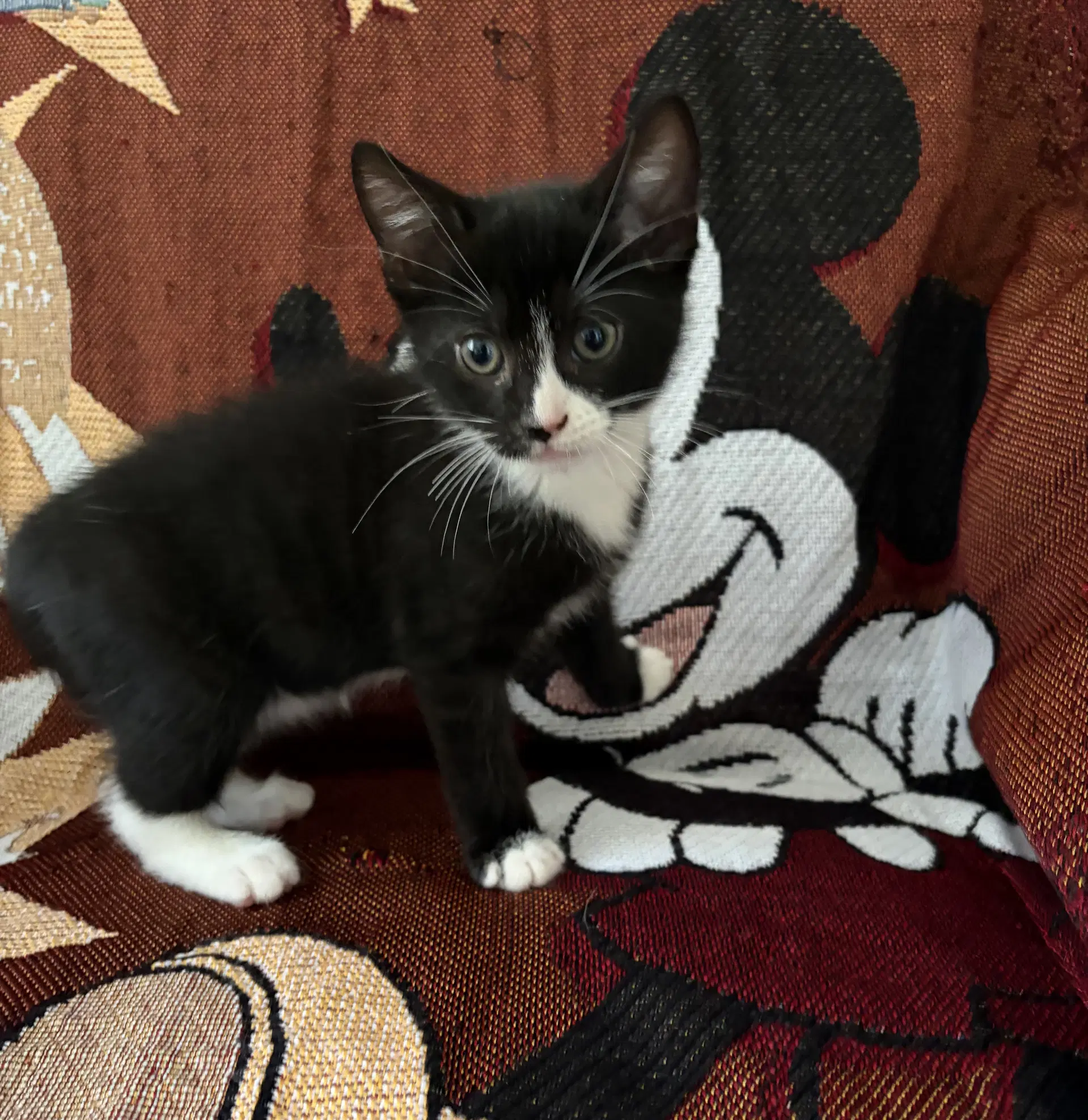 Hagrid - American Shorthair