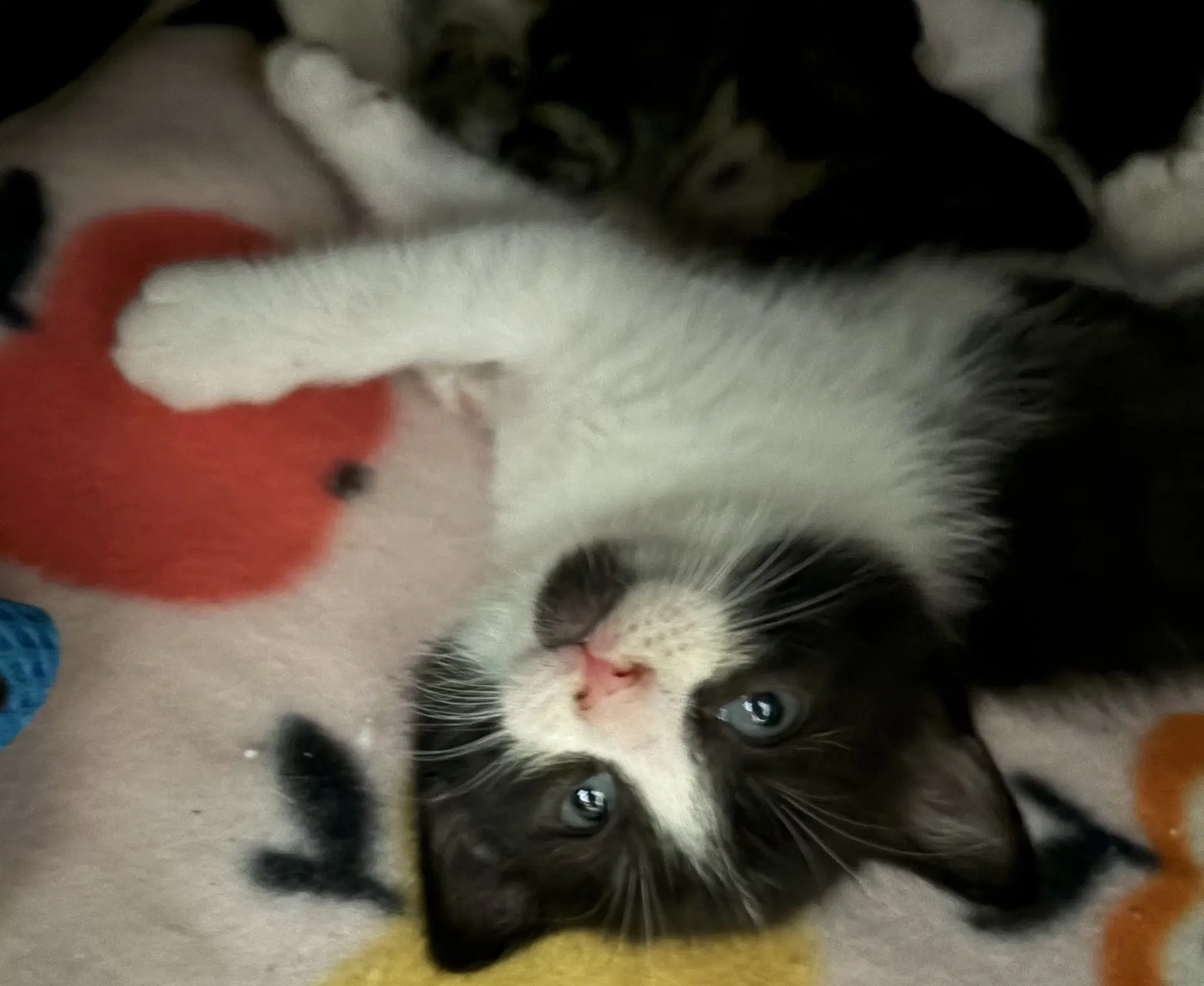Harriet image 4