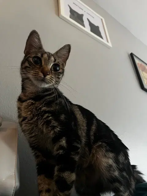 Sabrina - Domestic Short Hair