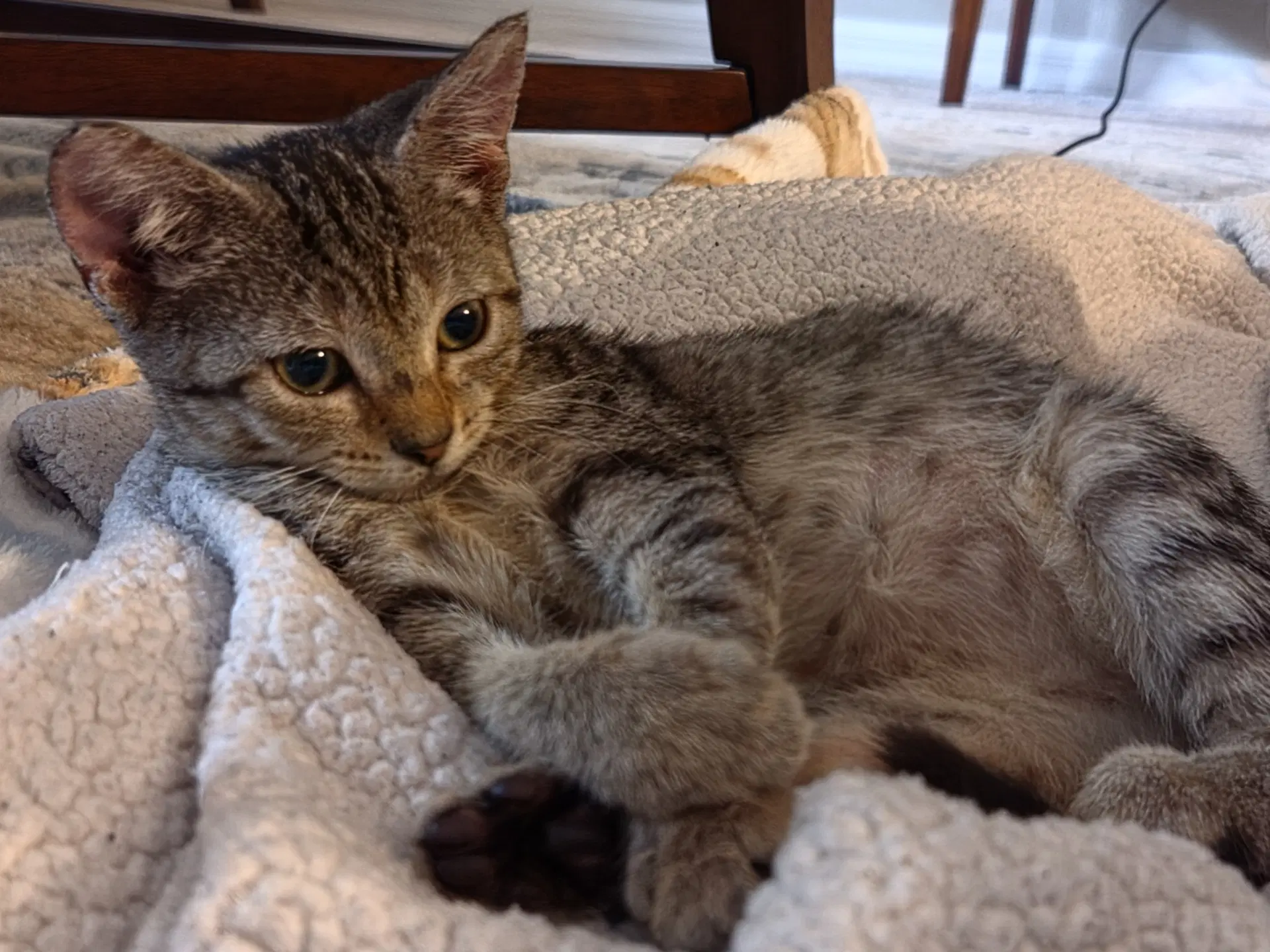 Midge - Domestic Short Hair