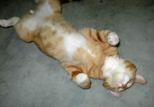 Morris