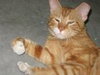 Morris