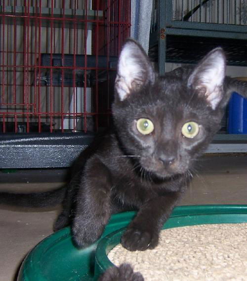 Pookie 2010