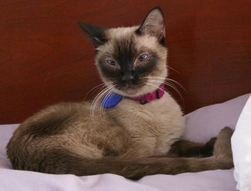 Princess