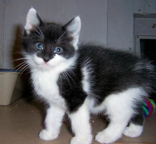 Wolfie 2010